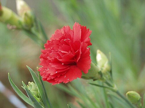 Red carnation